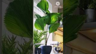 Best Tallest Gaint Leaf Indoor Plants India India youtubeshorts indoorplants garden plants [upl. by Nenerb]