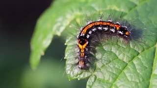 Goldtail Moth Caterpillar Euproctis similis [upl. by Johnston]