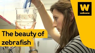 Science and beauty and the zebrafish  Wellcome [upl. by Naihtsirc]