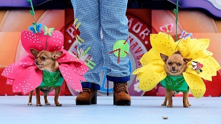 Manolito y Lupita ganan el Carnaval Canino Las Palmas de Gran Canaria 2017 [upl. by Bathilda]