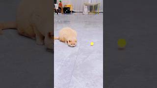 Oyen kena Prank lagi 😭cat oyenbarbar kucing oyenlucu oyenbesar catcomedy [upl. by Rennug]