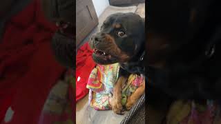 My Rottie is super strong 👹😂 [upl. by Mail]