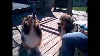 shelties howling one normal and the other is chewbacca [upl. by Settera]