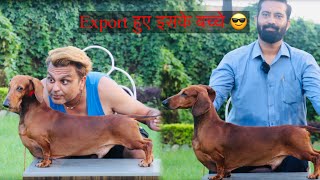 Export Quality क्या होती है देख लो😎 Dachshund Dog Breed Facts 😎By Dr Himanshu Vyas Ethical Breeder [upl. by Hills384]