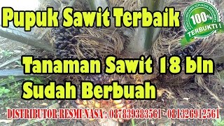 0813 2691 2561 quotMENAKJUBKANquot Tanaman Sawit Usia 18 bln Sudah BERBUAHquot [upl. by Vookles642]