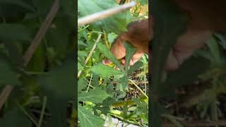 Taking Time To Get This Okra okra ladyfinger vegetable [upl. by Retrak468]