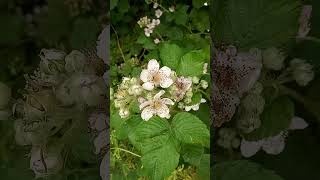 Dog Roses Out the Knotman [upl. by Ahterod]