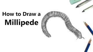 How to Draw a Millipede with Pencils Time Lapse [upl. by Koffman]