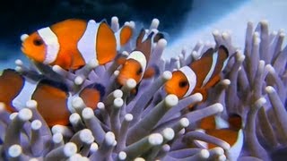 Clown Fish Happy Family Anemone Fishes [upl. by Sucramed]