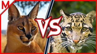 11💥Caracal vs Clouded Leopard  Dingo vs African Wild Dog winner [upl. by Nevai]