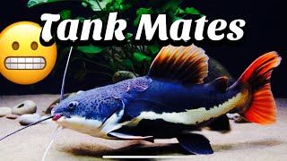 My Redtail Catfish Tank Mates Criteria [upl. by Halie]