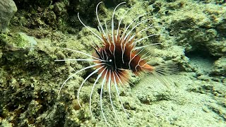 Clearfin lionfish Pterois radiata radiata lionfish fireworks fish radial firefish 4K [upl. by Chavey154]