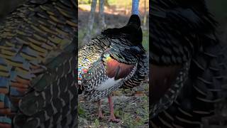 Discover the Vibrant Ocellated Turkey Central Americas Colorful and Unique Bird [upl. by Travers]