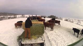 Feeding Beef Cattle GoPro [upl. by Estel426]