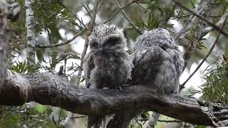 Tawny Frogmouth [upl. by Micheil]