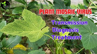 Mosaic Virus in Plants  Causes Symptoms and Control in Tamil [upl. by Whiteley]