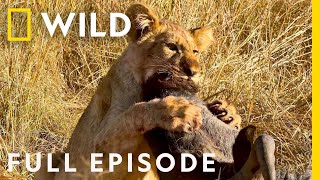 Wildlife Wars Natures Most Epic Brawls Full Episode  Animal Fight Night [upl. by Yelrehs]