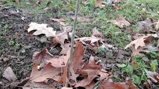 American hop hornbeam Ostrya Virginiana a small but impactful tree [upl. by Stanwood]