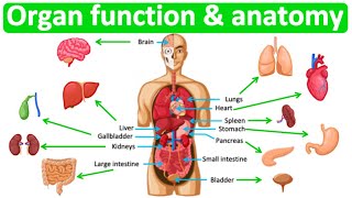 Major organ functions amp anatomy 👫 Quick amp easy learning video [upl. by Outlaw]