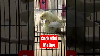 Cockatiel Mating Process birds parrots shorts matingprocess birdmating birdcrossing breeding [upl. by Nylak]