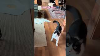 Cute funny cats videos 🐾funnycats catlover cute pets cat usa nyc uk london funny shorts [upl. by Anigue]