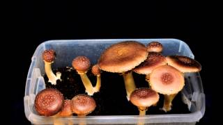 King Stropharia Timelapse [upl. by Ulita54]