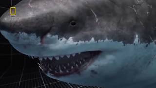 Megalodon DocumentaryKing of the Seas Full Documentary [upl. by Sldney778]