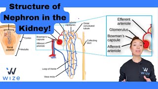 Nephron Structure MCAT Biology  Master The MCAT With Wizeprep [upl. by Wunder610]