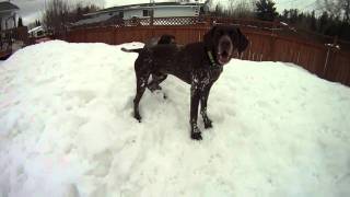 German Shorthaired Pointers At Play [upl. by Zoba]