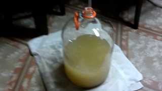 Home Made Scuppernong Wild Grape Wine HOW TO [upl. by Merilyn521]