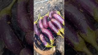 Terong bakar viral cooking menurumahan terongbakar makananindonesia eggplant zaba012 [upl. by Wolenik582]