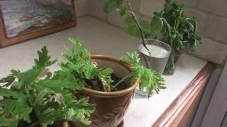 How to propagate easily citronella basil and fig cuttings [upl. by Egdirdle]