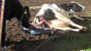 Calf birth at Hansens Farm Fresh Dairy [upl. by Aneleve654]