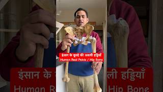 इंसान के कूल्हे की असली हड्डियाँ  Human Pelvis  Hip Bone viral trending shorts youtubeshorts [upl. by Cazzie307]