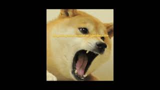 Doge meme [upl. by Amend312]