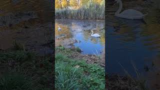 Beautiful White Swans Are Swimming In The Pond [upl. by Trilbi]