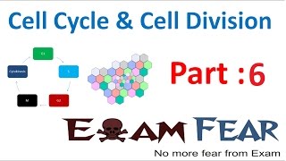 Biology Cell Cycle amp Cell Division part 6 Mitosis  Stages CBSE class 11 XI [upl. by Ycnaffit]