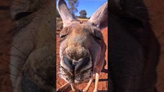 Kangaroos Jumping Marvels of Australiakangaroo australia wildlife nature marsupials animals [upl. by Ailemor932]