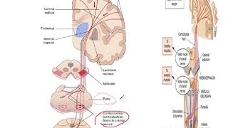 motor neuron disease [upl. by Poirer]