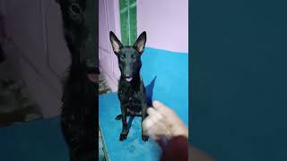 Kayal  Belgium malinois obedience Training amp Muzzle training [upl. by Hcone]