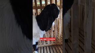 SPEK 25 JT BLUWER kandangbakoh shots share sheep shorts shortvideo short shortsfeed [upl. by Ger42]