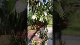 Brassavola Singapura orchid Bc flowers brassavola [upl. by Chilson]