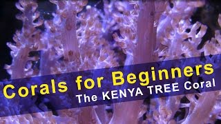 Corals for Beginners  Kenya Tree Coral [upl. by Rabi272]