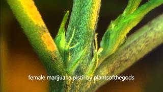 female marijuana pistil [upl. by Ethelred]