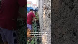 Mari kita bercocok tanam berkebun tanamancabe petanimuda caratanamcabe [upl. by Innep164]