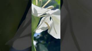 Hedychium coronarium  the white garlandlily  white ginger lily  shortsvideo shortsfeed [upl. by Paquito549]