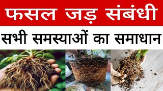 फसलों में जड़ संबंधी समस्याओं का समाधान  plant root care [upl. by Rasla]