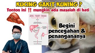 KUCING SAKIT KUNING ⁉️ BEGINI PENCEGAHAN amp PENANGANANYA  drh Mirza Yusa  Dokter Hewan [upl. by Tteragram]