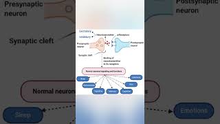 Excitatory ampinhibitory neurotransmitter neet medical education biology class12 class11 [upl. by Krystal]