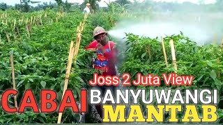 CABE MANTAB  Cara Efektif Penyemprotan Tanaman Cabe di Musim HUJAN [upl. by Heyes139]